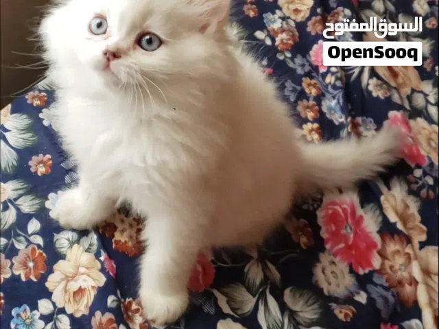 حيوانات للبيع