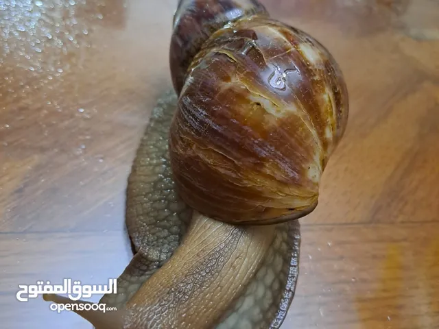 حلزون افريقي احجام ضخمة للبيع بأسعار مناسبة متبقي عشر حلزونات فقط