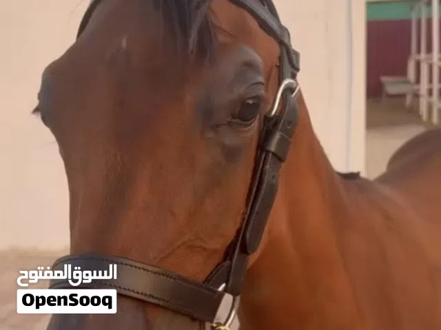 مهر عربي أصيل