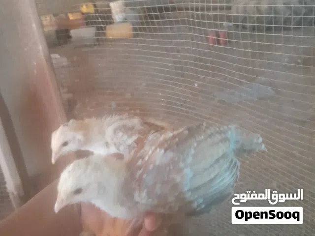 السلام عليكم فرصة الي يبي يربي دجاج وطني زهري فيومي العمر من شهر الي 40يوم واخذ التطعيمات صحه نشاط ل