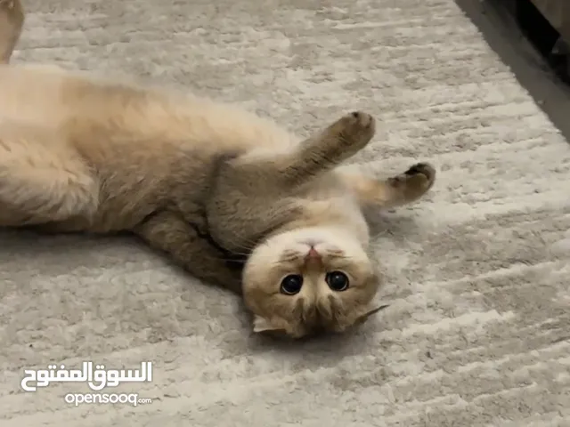 Scottish fold female cat for adoption