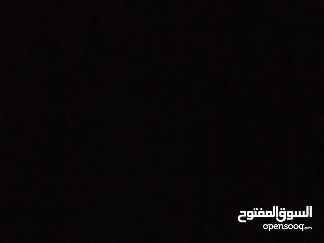 فحل حسون جلب قديم جالي منقار وفحل خضري مخلف