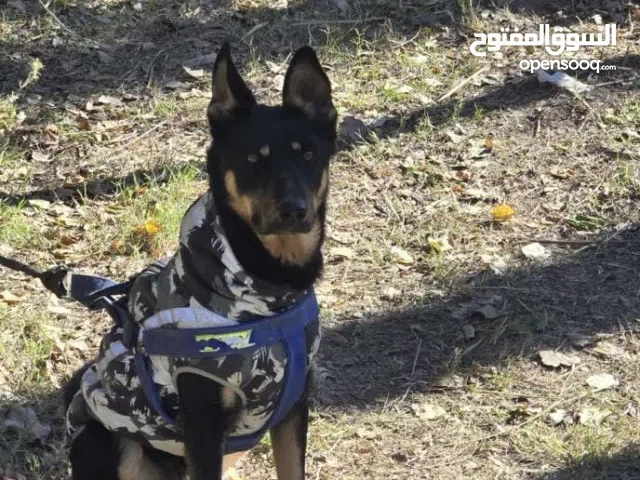 ذكر و أنثى جيرمن للبيع