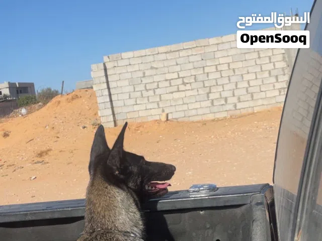 كلبه ربي يبارك ناقصه اهتمام بس
