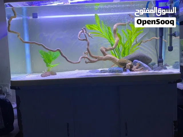 amazing aquarium with fish