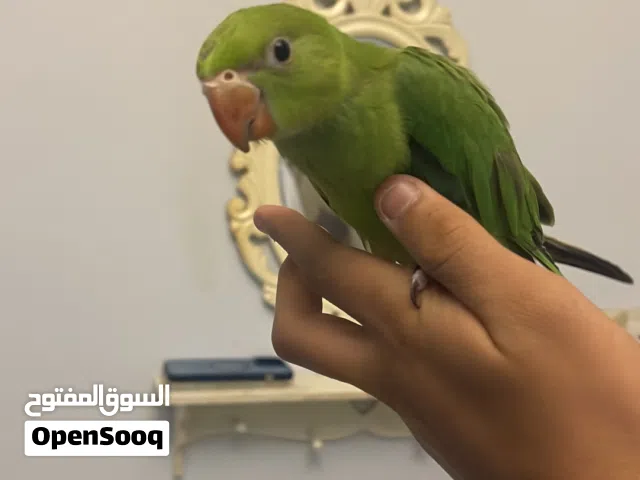 الدرة الخضراء