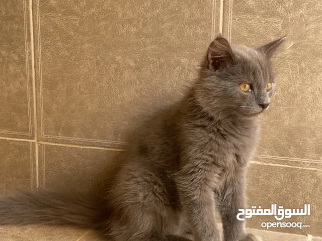 قط الفارسي نوعيه نادره