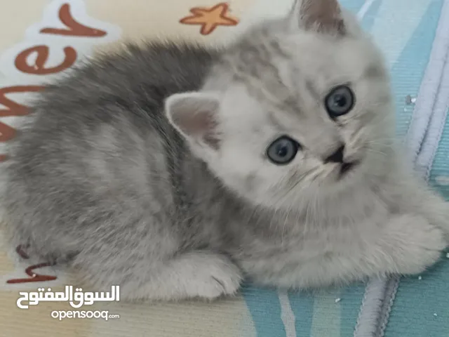 كيتنز سكوتش ستريت سيلفر شيدد  مستوى عالي