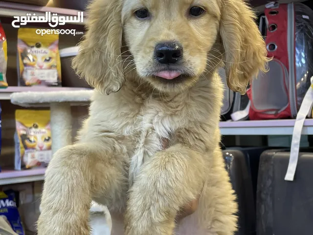 جراء جولدن ريتريفر