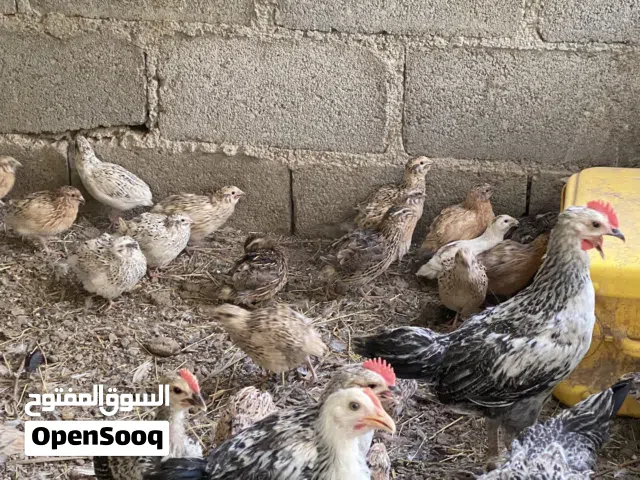 للبيع سمان