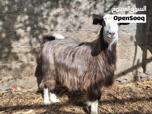شاه للبيع ماشاء الله