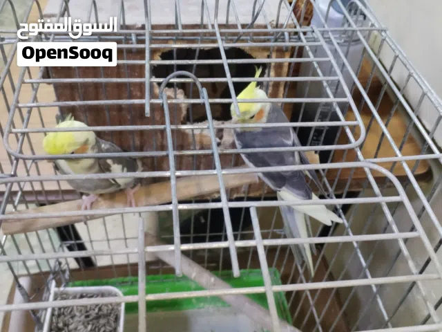 جوز كوكتيل منتج مع ذكر مفرد