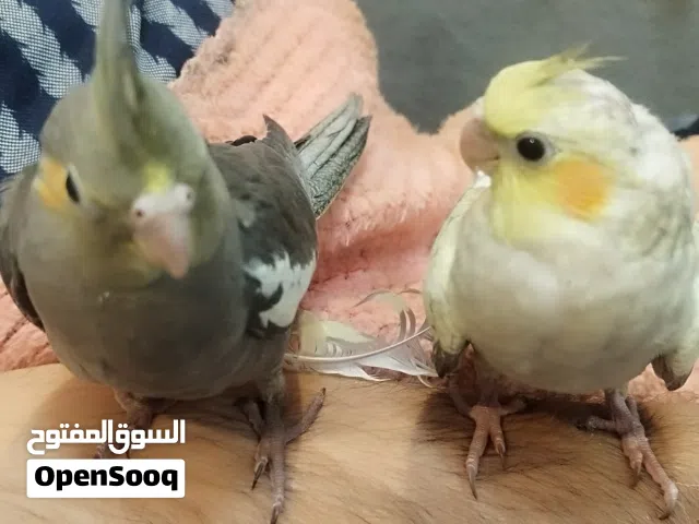 زوج كوكتيل أليف عمر شهرين 40 الف