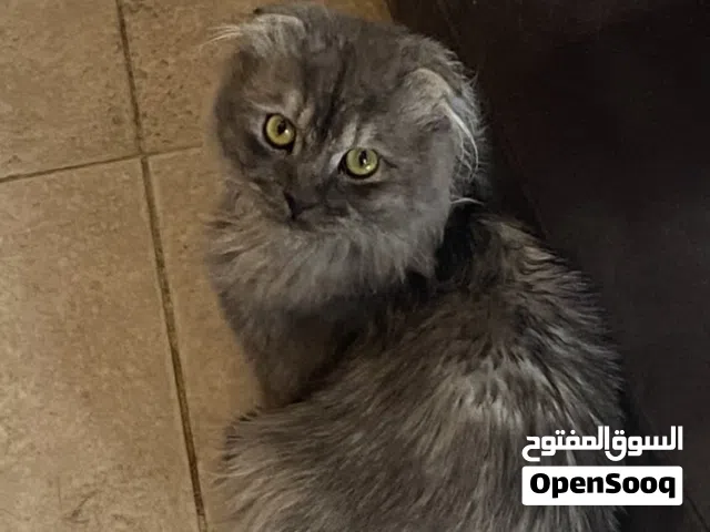 سكوتش فولد ذكر ( اقرأ الوصف ..