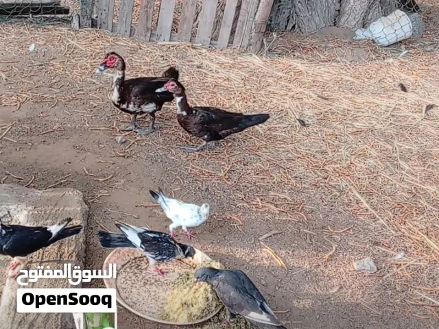 البيع بط ذكور وناث ب 5 ريال جملة