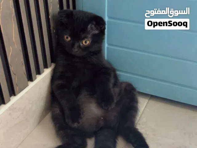 سكوتش للبيع