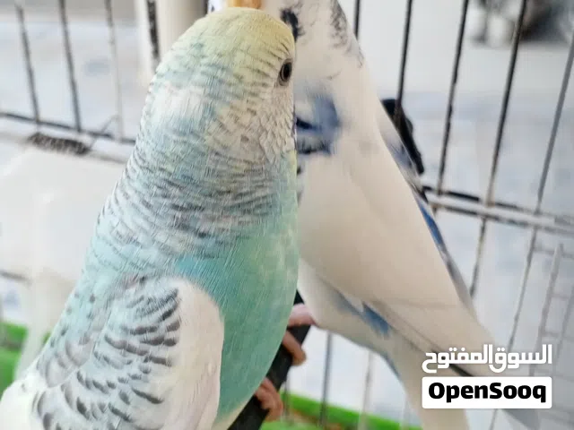 كوبية بقلينـو اقرا الوصف