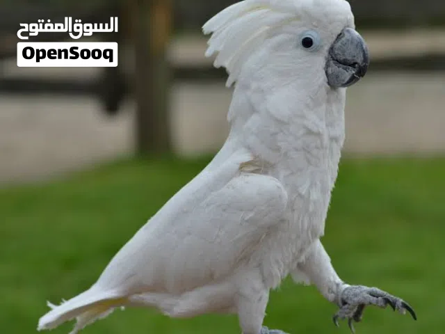 مطلوب ببغاء كوكاتو للتبني