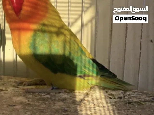 ذكر فيشر جرين الايوينج اوبلاين