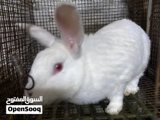 ارانب سلالات ممتازه منتجه للبيع بسعر مغري عددها 50