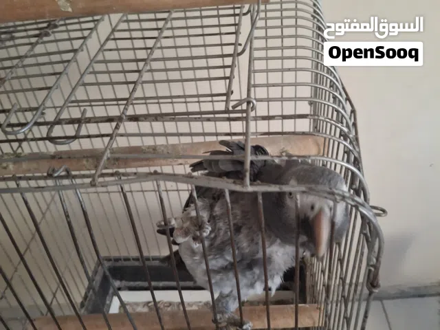 ببغا لي البيع الببغاء ربي يبارك اعليه انضيف مشاله اموره طيبا اسم الببغاء التمه ببغاء افريقي بي القفص
