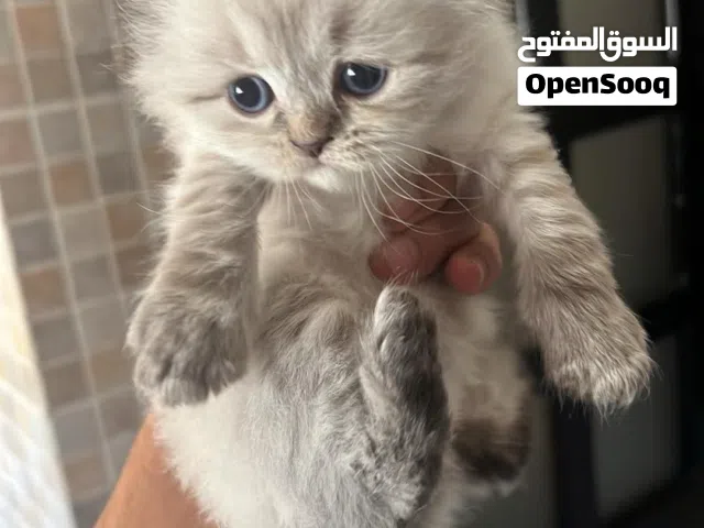 قطط سكوتش فولد