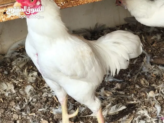 ديك كوشامو ابيض