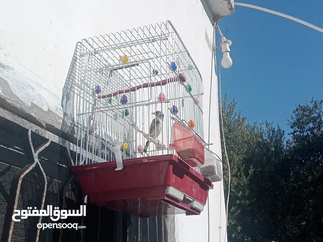 عصافير حسون