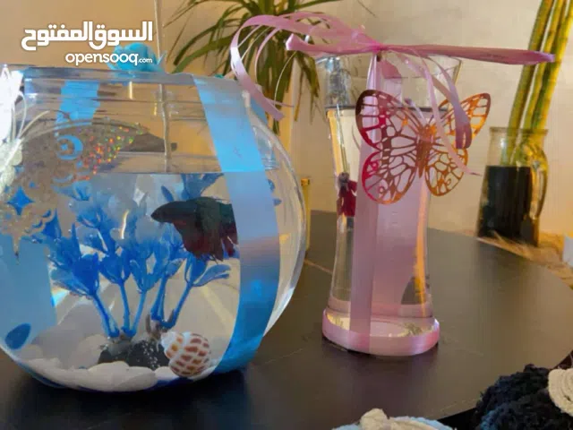 هدايا فايتر