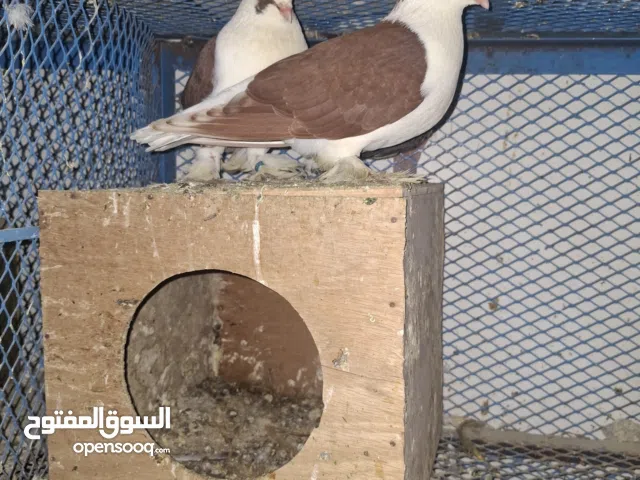 توصيل لجميع الناطق