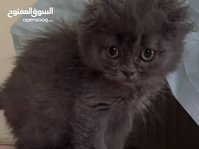 Scottish fold kitten