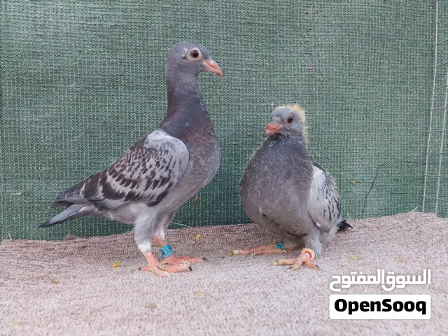 زوج افراخ زواجل طينه ما منشفات وزوجين كبار وزوج عجميات و فحل 2 طيور شرط التبزير والزق طيور خشونه و .