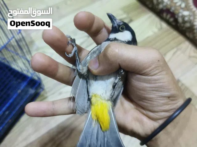 بلبل البيع