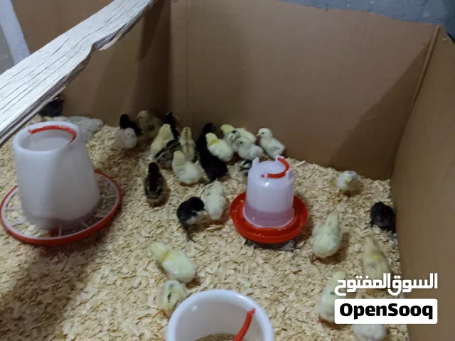 فراخ للبيع