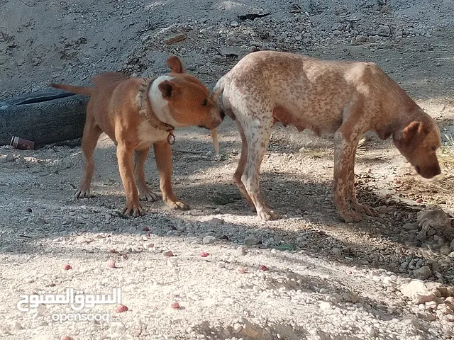 حاجات حلوه