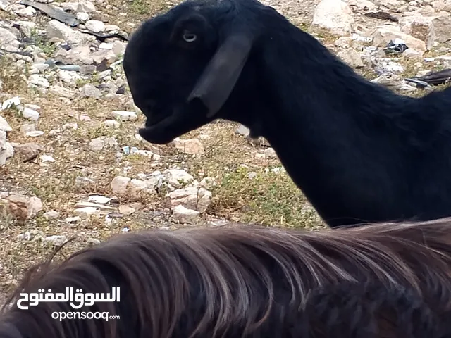 ثلاث عنزات وتيس وسخلتين وجديان اثنين توب التوب كولهن ريشة الحبه ماشاءالله