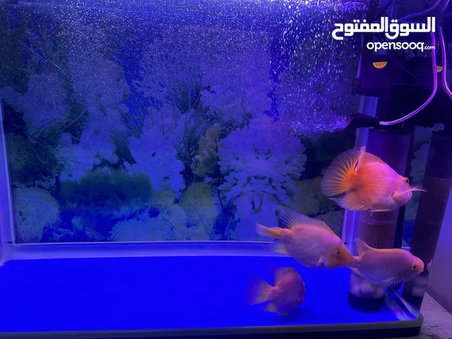 Aquarium with fish