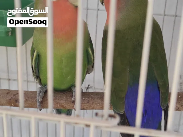 كوبية روز مظمونة ومصوقرة  مدحية عندي نظيفة ربي يبارك البيع بالقفص والحضانة حاجة نظيفة السعر 250 د