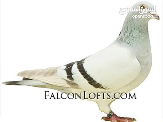 مطلوب ذكر زاجل