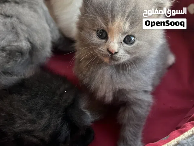 Scottish Straight (Medium Hair)