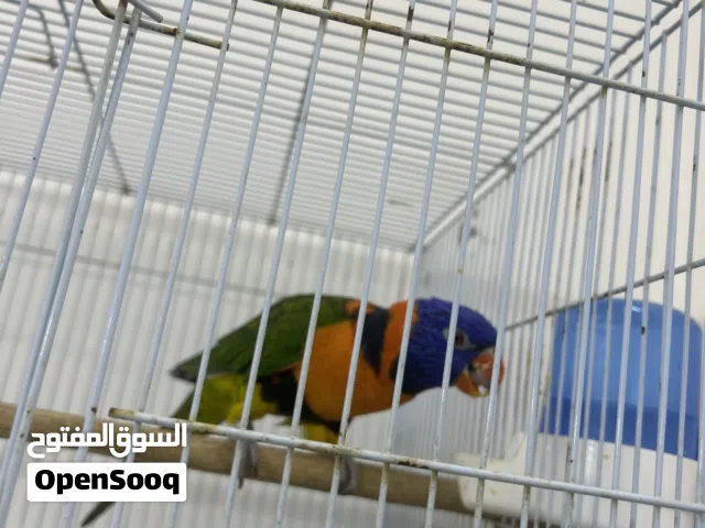 لوري متكلم يقول كلام وسلام عليكم وحبيبي