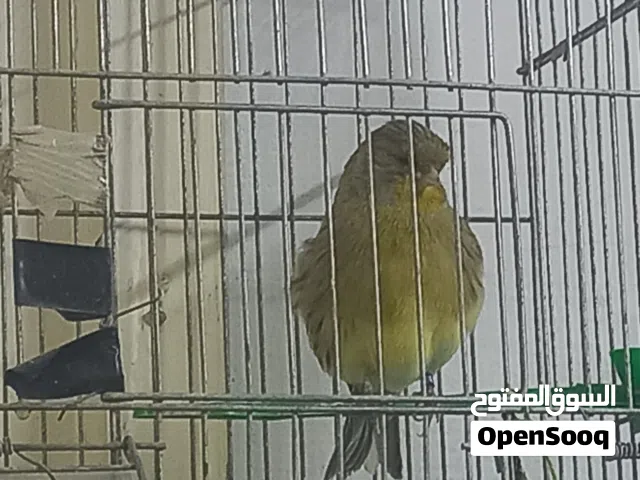 مطلوب مطلوب من خمس لعشر فحول كنار بعين الباشا او ما حولها
