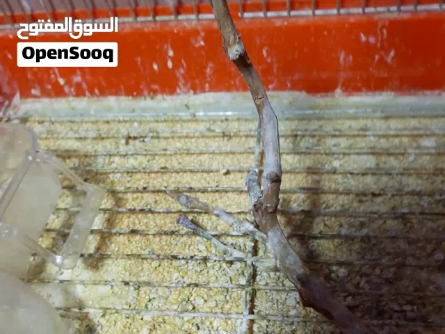 قفص عصافير ثلاث معالف مع معلفتين ومشربتين وسقاطع موقع عمان سحاب خشبيه الدبايبه