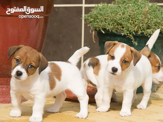 Male and Female Jack Russell Terrier Puppies