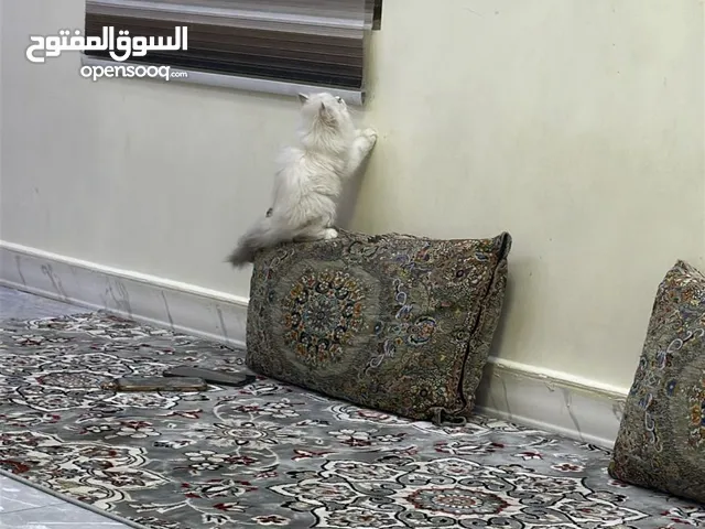 قطه باندا عمرهه شهرين وملقحه واكلهه وياهه
