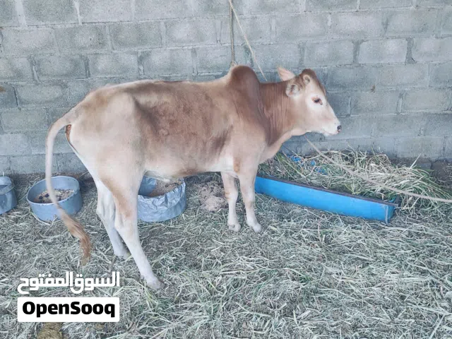 ثور طعام الدار محلي