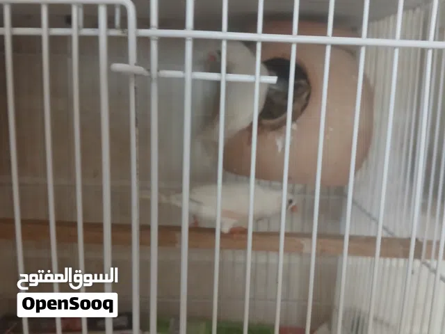 طيور زيبرا للبيع