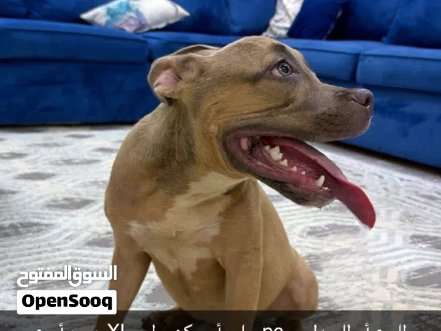 للبيع أو للبدل ب بيسي