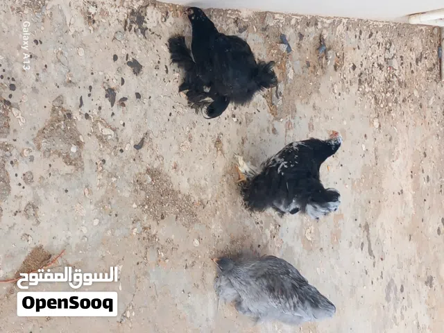 دجاج للبيع برهمي العملاق العمر شهرين ونص عتوقتين وفروج ربي يبارك وخدات التحصينه كامله انضاف مشاء الل