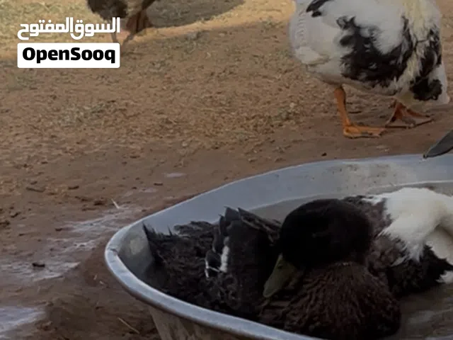 12بطه و30عتوقه للبيع